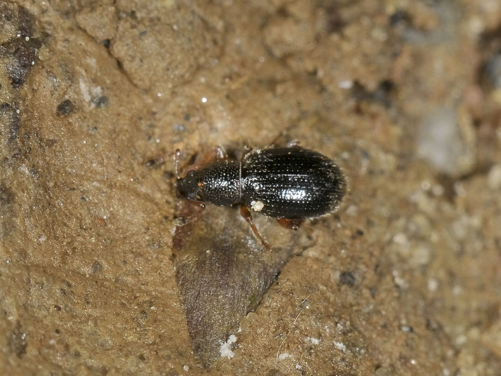 Curculionidae: Exomias pellucidus pellucidus